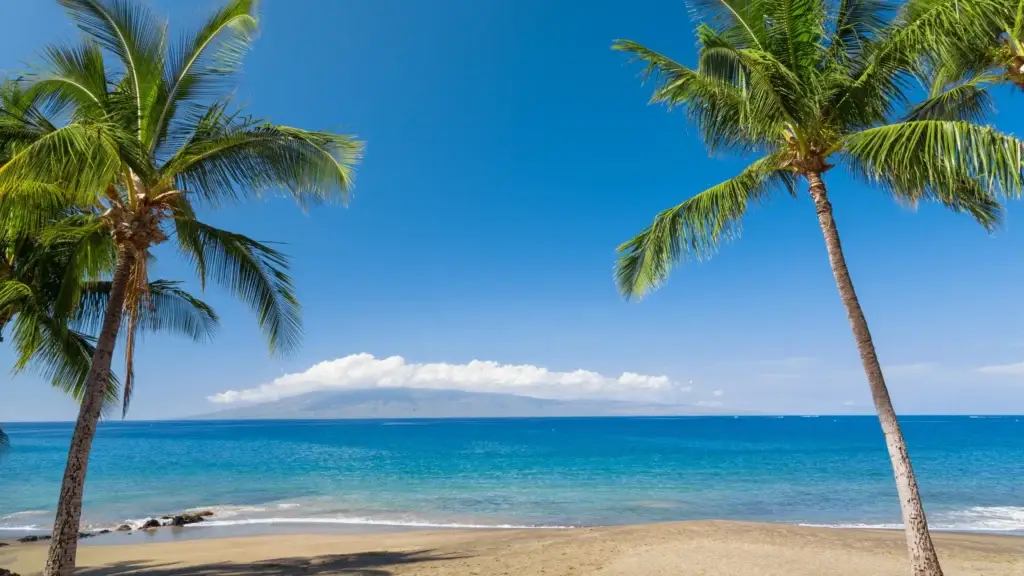 Palm trees on a sandy tropical beach
