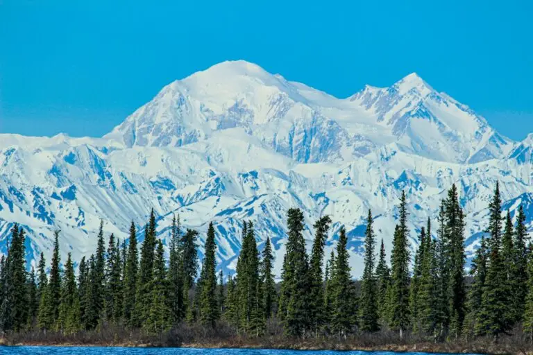 Snow-capped Alaska Range peaks above spruce forest