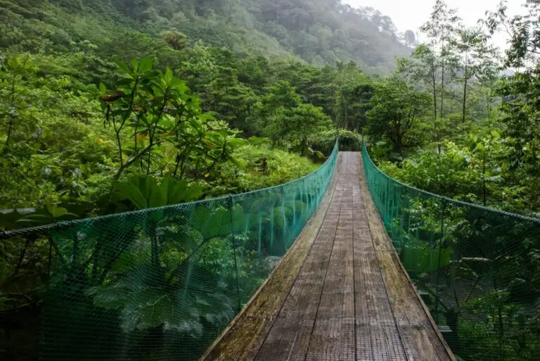 Hanging bridge through a Central American cloud forest