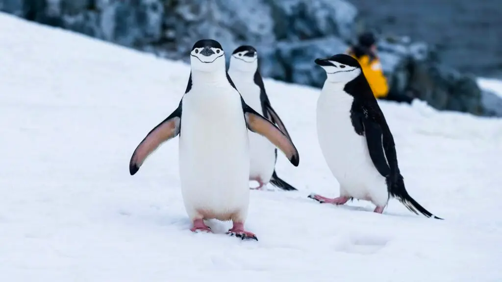 Chinstrap penguins on Two Hummock Island, Antarctica