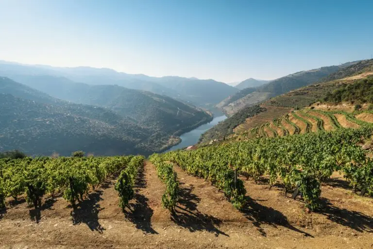 Terraced vineyards in the Douro Valley, Portugal