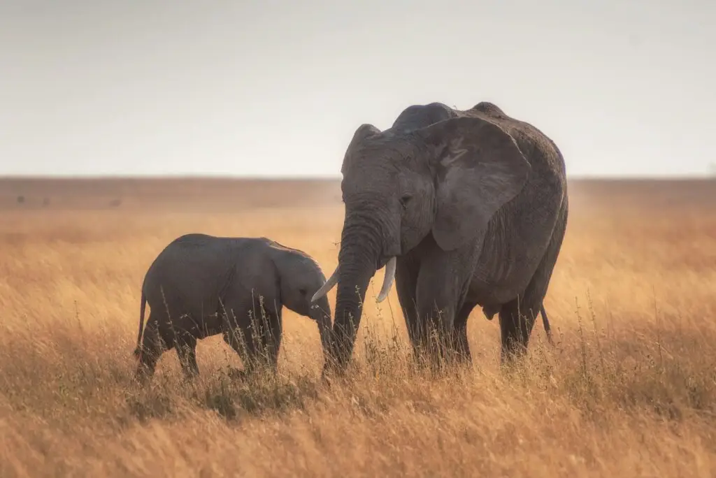 Mother and baby elephants in the Serengeti, Tanzania