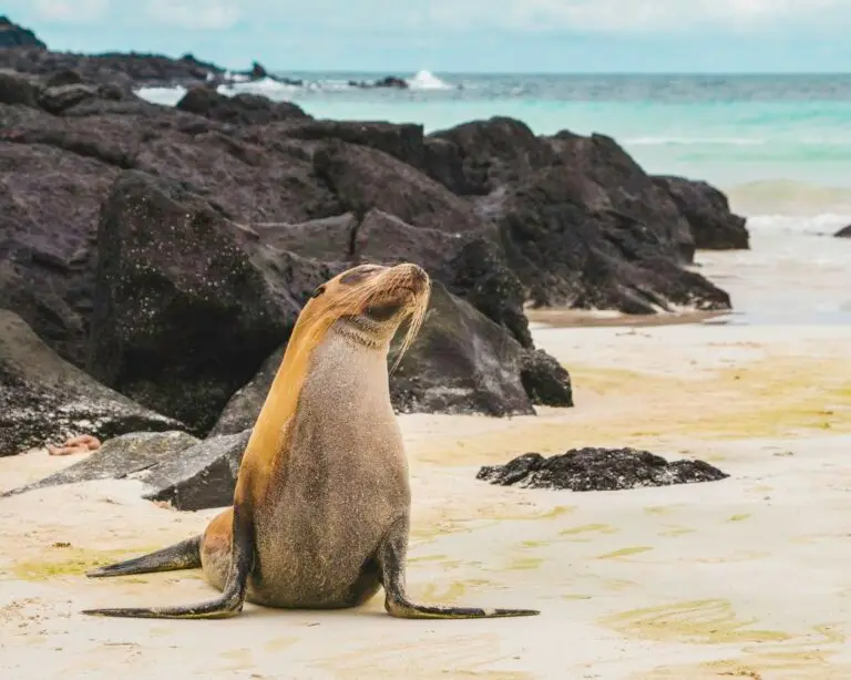 Sea lion resting on a white-sand beach, Galápagos Islands