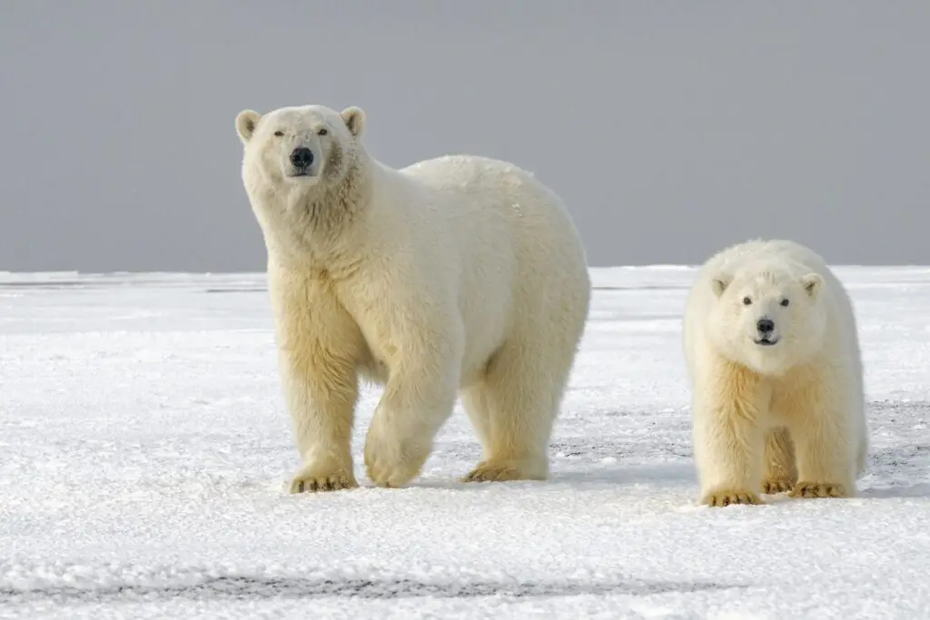 Polar bear mother and cub on Arctic snow
